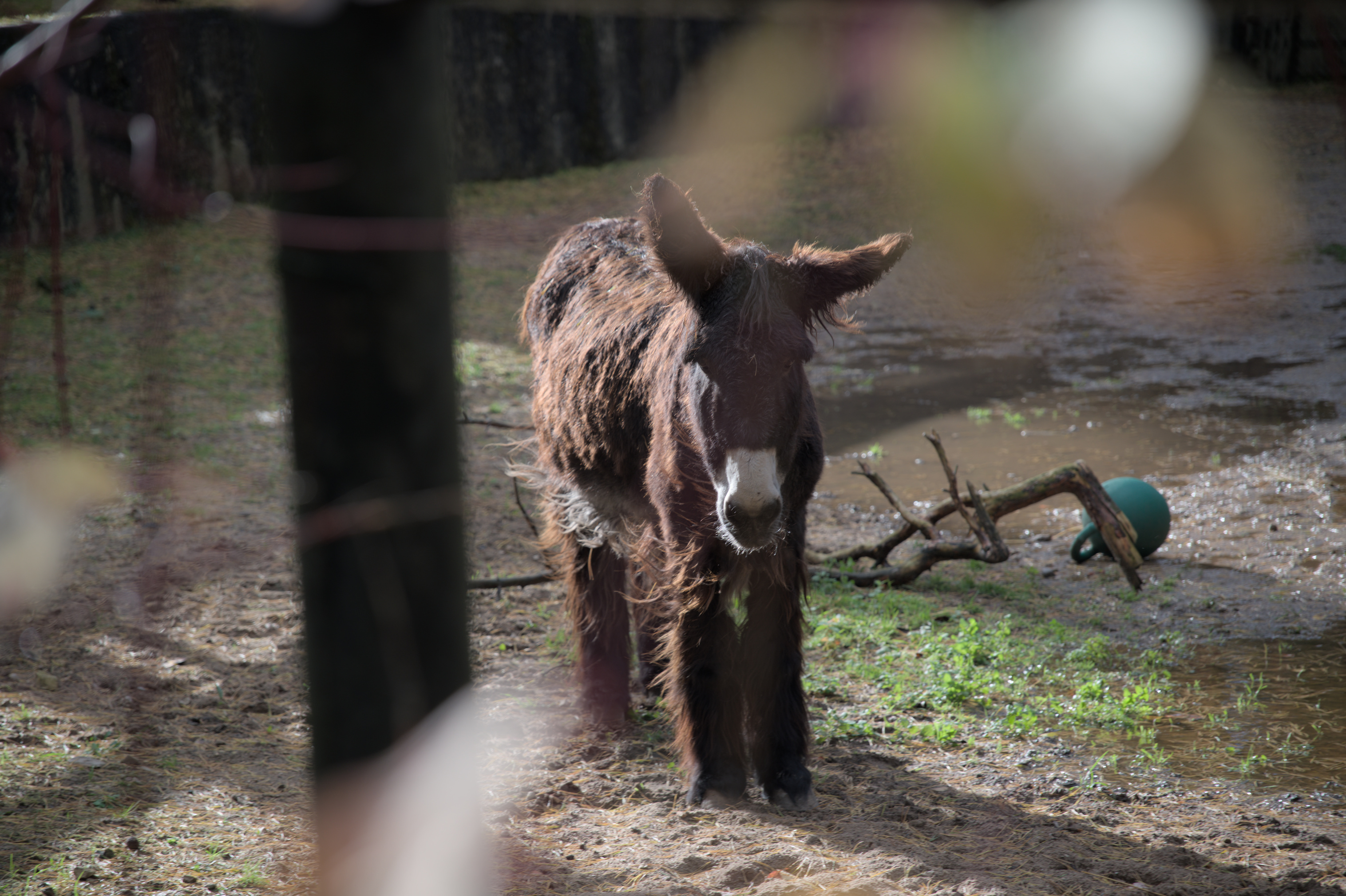 2025/10/12 - zoo/DSC_0360.jpg